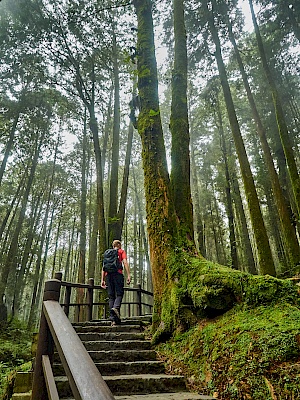 Mianyue Wanderung in Alishan (Taiwan)