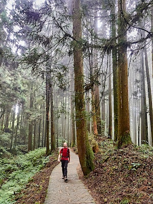 Mianyue Wanderung in Alishan (Taiwan)