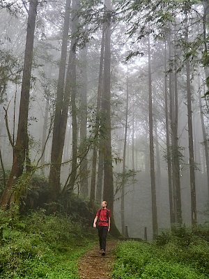 Mianyue Wanderung in Alishan (Taiwan)