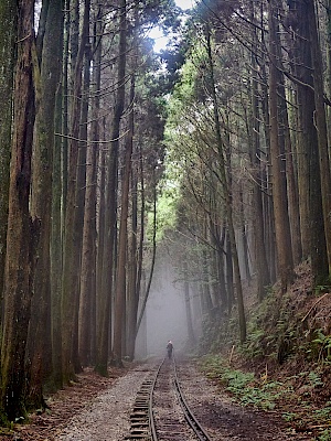 Mianyue Wanderung in Alishan (Taiwan)