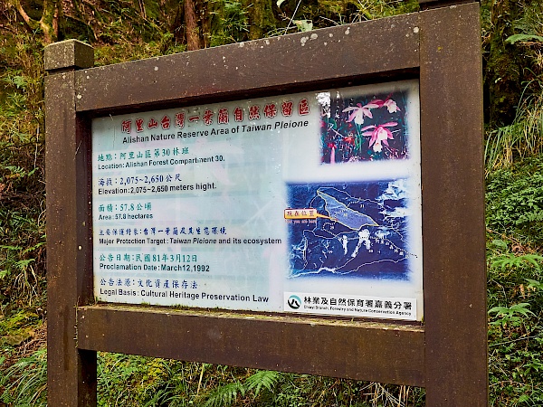 Mianyue Wanderung in Alishan (Taiwan)