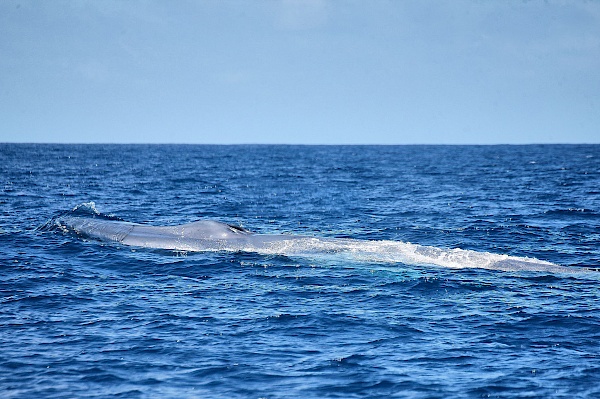 Whalewatchig auf São Miguel (Azoren)